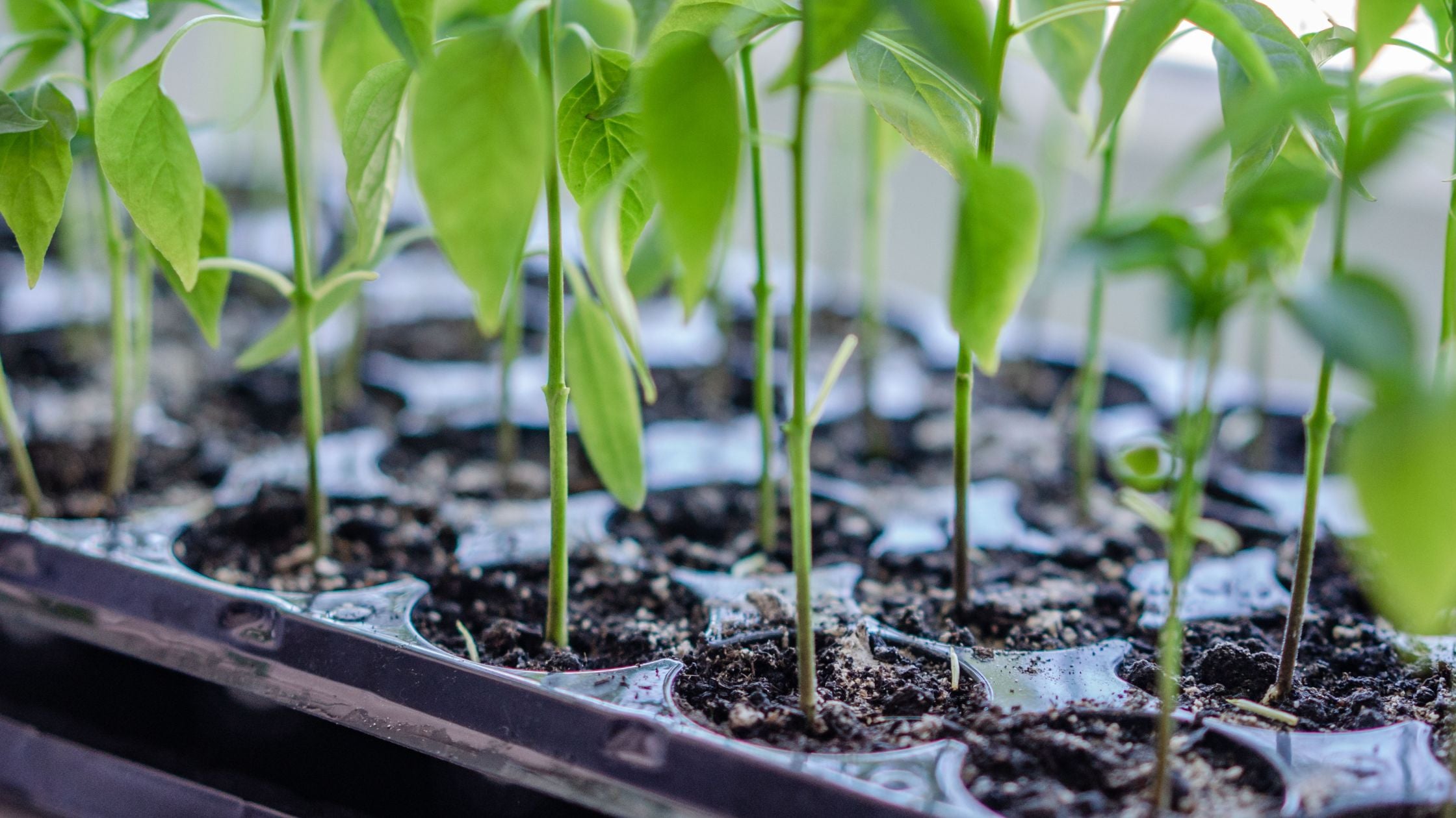 Close-up of seedlings in a tray with soil